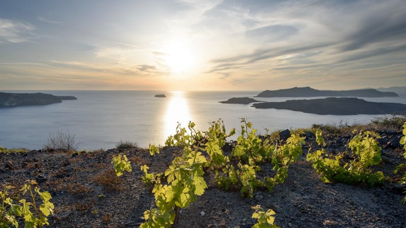 Santorini's Vineyards